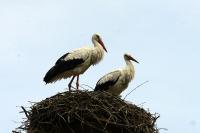IMG_7961.jpg