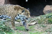 IMG_1208-11.jpg