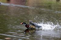 IMG_2113-11.jpg