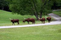 IMG_9916-1.jpg