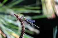 IMG_4132-11.jpg