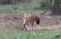 IMG_1666-11.jpg