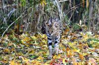 IMG_8755-11.jpg