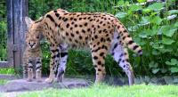 IMG_8985-1.jpg