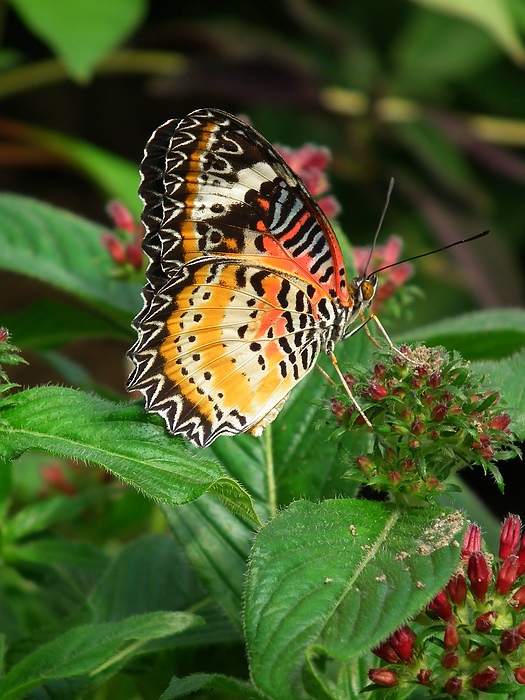 DSCF0308-11.jpg