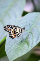 IMG_8924-11.jpg
