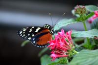 IMG_8954-11.jpg