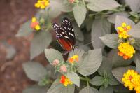IMG_0482-11.jpg