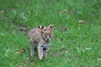 IMG_4453-11.jpg
