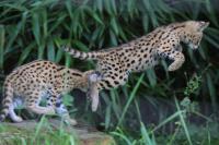 IMG_6438-11.jpg