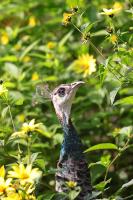IMG_6968-11.jpg