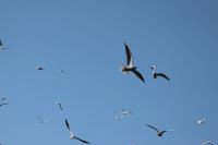 IMG_78271.jpg