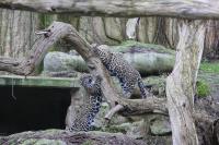 IMG_7109-11.jpg