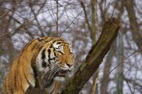 IMG_0454-11.jpg