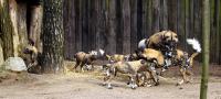 IMG_0612-11.jpg