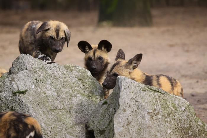 IMG_0653-11.jpg