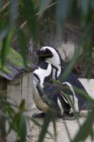 IMG_0907-11.jpg