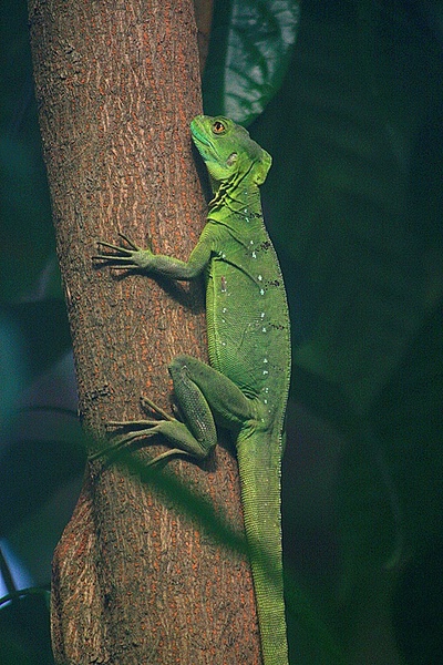 leguan_100307.jpg