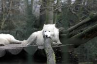 IMG_1018-11.jpg