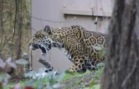IMG_2008-11.jpg