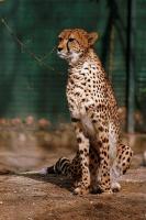 gepard_100307.jpg