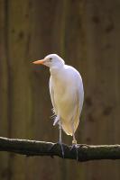 IMG_6630-1.jpg