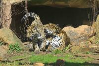 IMG_5599-1.jpg