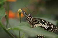 IMG_7773-11.jpg