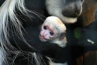 guereza2_250207.jpg