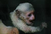 guereza2_040307.jpg