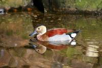 ente_120307.jpg