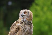 IMG_8519-11.jpg