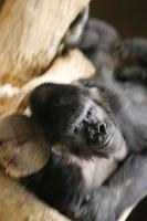 gorilla.jpg