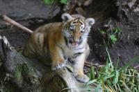 IMG_1450-11.jpg