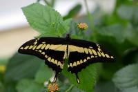 IMG_3120-11.jpg