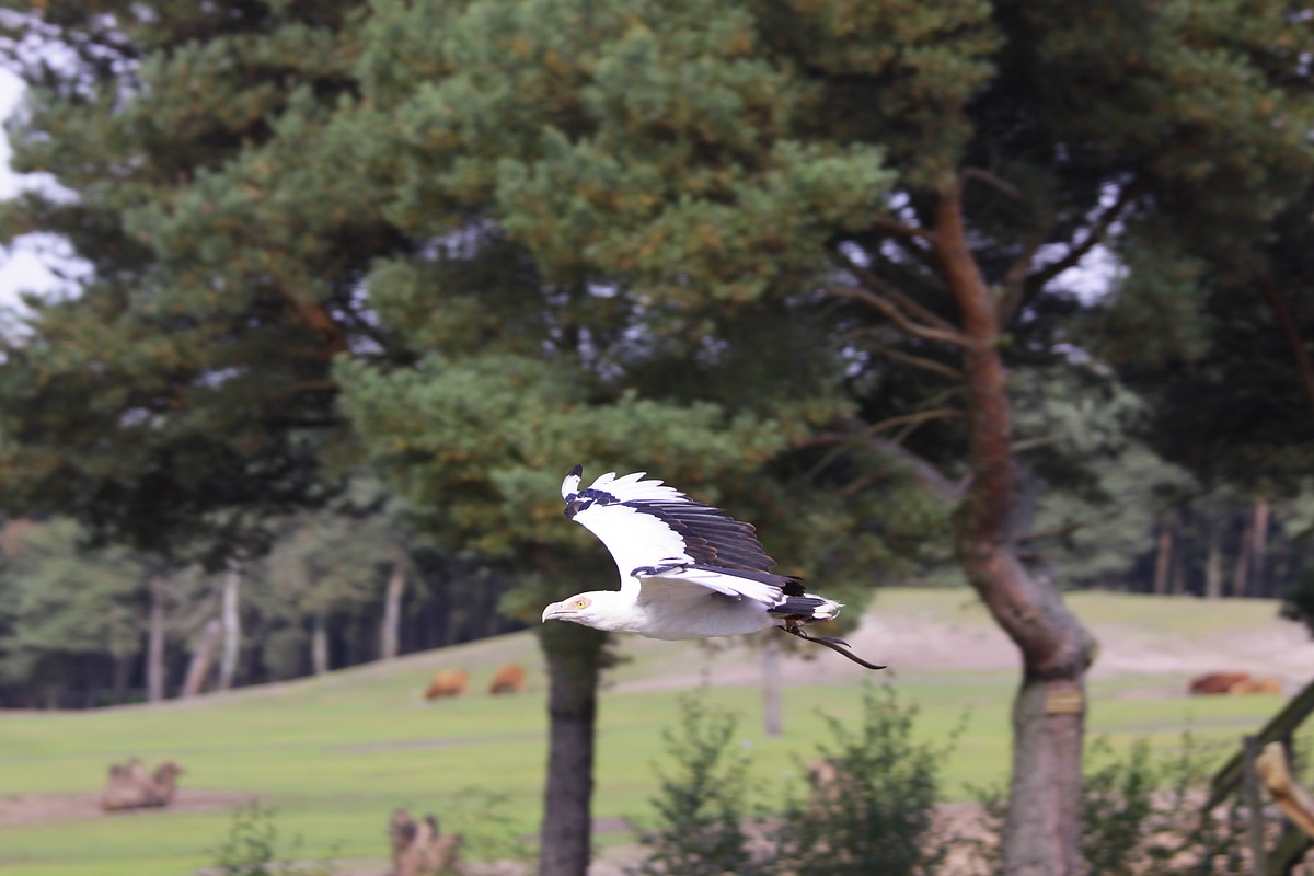 IMG_5978-11.jpg