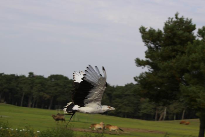 IMG_6005-11.jpg