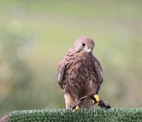 IMG_6080-11.jpg