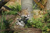 IMG_1800-11.jpg