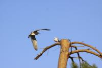 IMG_3307-11.jpg