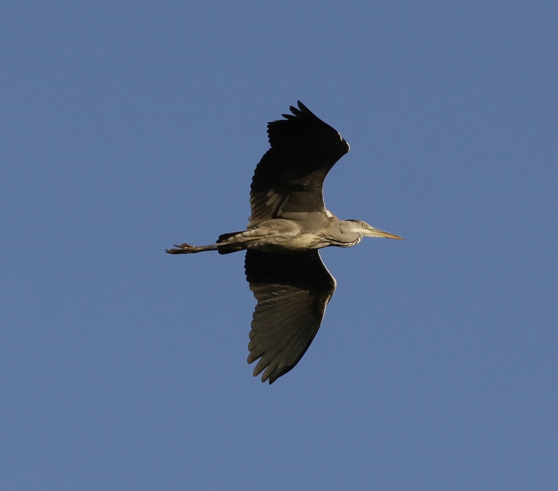 IMG_4130-11.jpg