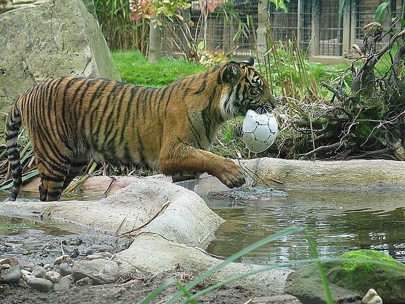 Kr_tiger_okt05.jpg