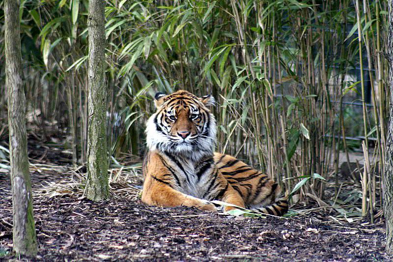 zoo56.jpg